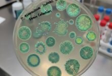 pseudomonas aeruginosa isloates