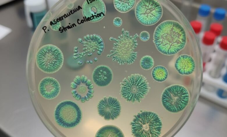 pseudomonas aeruginosa isloates