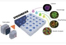 Spheromatrix for cancer drug testing